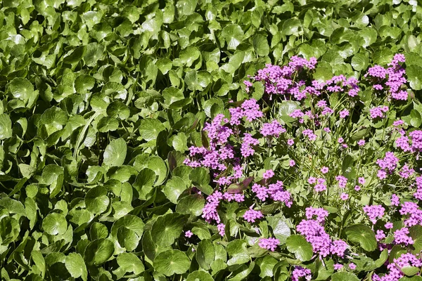 Gruppo Fiori Acederilla Rosa Tra Foglie Oxalis Articulata Sfondo Sfocato — Foto Stock