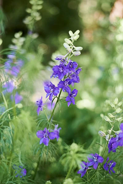 Bir Grup Mor Çiçek Komiserim Delphinium Ajacis Yeşil Bulanık Arkaplan — Stok fotoğraf