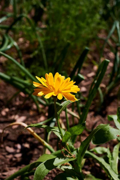 Calendula Żółty Kwiat Łodygą Calendula Officinalis Brak Ostrości Tła Makrofotografii — Zdjęcie stockowe