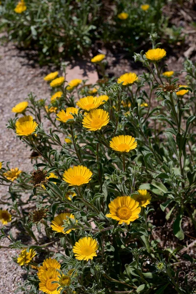 Varias Flores Estrellas Mar Amarillas Pallenis Maritima Fondo Fuera Foco — Foto de Stock