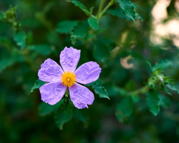 Flor Estepe Branca Cistus Albidus Fundo Fora Foco Verde Macrofotografia — Fotografia de Stock