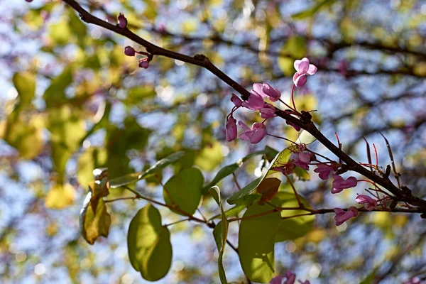 Erilaisia Kukkia Cape Milkvetch Polygaalamyrtifolia Vihreiden Lehtien Tausta Epätarkka Tausta — kuvapankkivalokuva