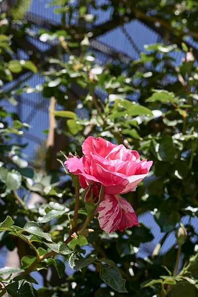 ピンクのバラの花 バラの茂み フォーカス背景から マクロ写真 明るく緑 — ストック写真