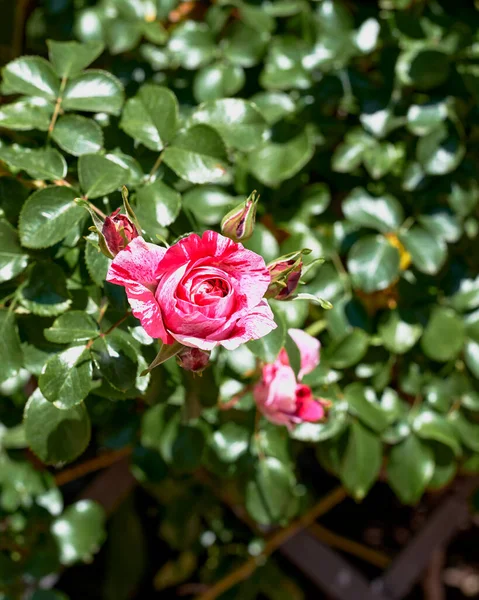 ピンクのバラの花 バラの茂み フォーカス背景から マクロ写真 明るく緑 — ストック写真