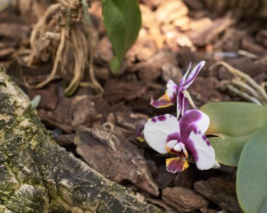 Bir grup beyaz orkide. Phalaenopsis, bulanık arkaplan, mor, beyaz, makro fotoğraf.