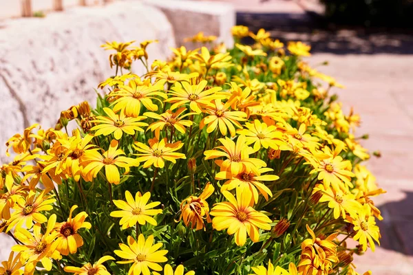 Groupe Fleurs Jaunes Dimorphotheca Sinuata Jour Ensoleillé Lumineux Fond Non — Photo