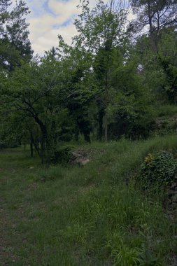 Bitkiler ve ağaçlar arasındaki dağ manzarası