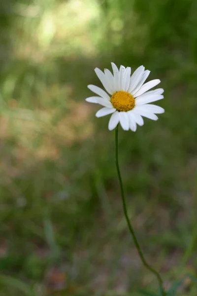 Ένα λουλούδι μαργαρίτα με μίσχο — Φωτογραφία Αρχείου