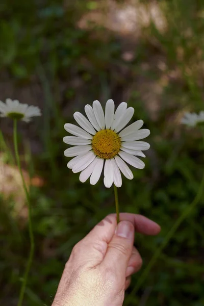 Χέρι κρατώντας ένα λουλούδι μαργαρίτα με στέλεχος — Φωτογραφία Αρχείου