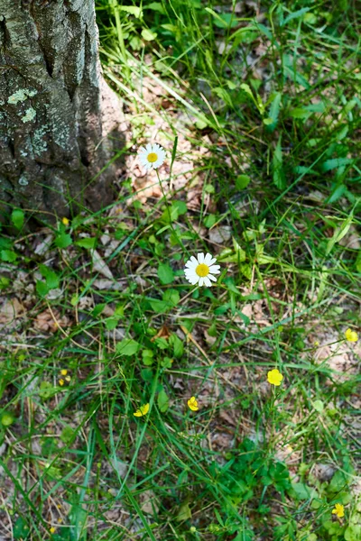 Gruppo di fiori, margherite e fiori gialli — Foto Stock