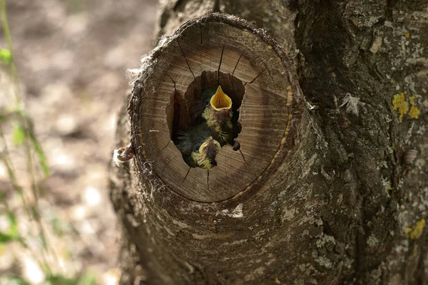 Two small birds in a nest inside a tree — Stock Photo, Image