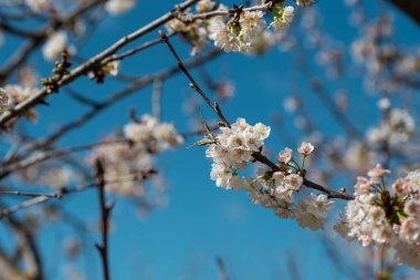 Yumuşak, dingin bir ışıkla aydınlatılan yumuşak, bulanık dallardan oluşan bir arka planda, kiraz çiçeğinin üzerine nazikçe tüneyen bir kelebek gibi doğada sükuneti bul.