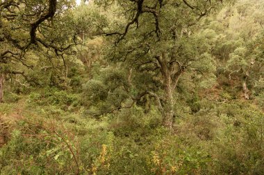 Yoğun bir ormanın ortasında, yaşlı bir meşe ağacı, kabuğu toplanmış, mantar üretimindeki kalıcı Akdeniz işçiliğini sembolize ediyor, bölgenin zengin kültürel mirasını ve sürdürülebilir uygulamalarını koruyor.