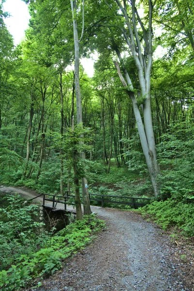 Wolski Wald Der Blaue Versuch Radwege Eine Holzplattform Eine Schotterstraße — Stockfoto