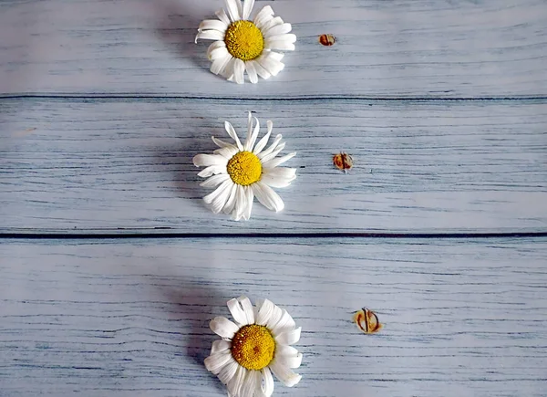 Weiße Gänseblümchen Auf Einem Hintergrund Aus Alten Türkisfarbenen Tafeln Für — Stockfoto