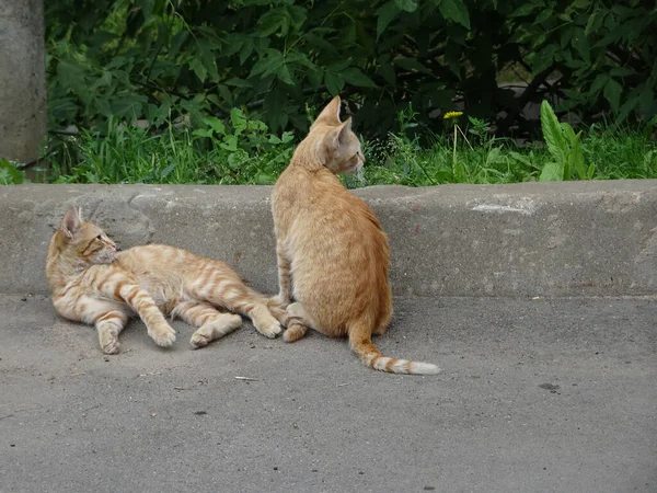 Gember Kittens Spelen Buiten Tussen Het Gras Steen Hoge Kwaliteit — Stockfoto