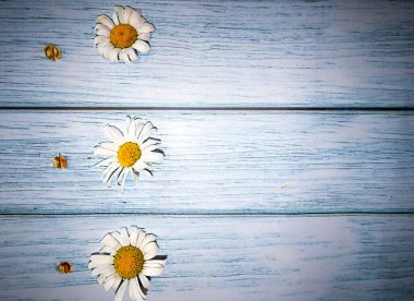 Liste, menü, mesaj ya da program için eski turkuaz panoların arka planında beyaz papatyalar, kopyalama alanı. Yüksek kalite fotoğraf