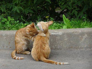 Kızıl kediler dışarıda, çimlerin ve taşların arasında oynuyorlar. Yüksek kalite fotoğraf