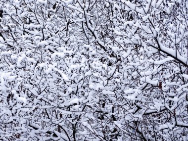 Kar yağdıktan sonra karla kaplanmış çalı, seçici bir odak noktası. Yüksek kalite fotoğraf