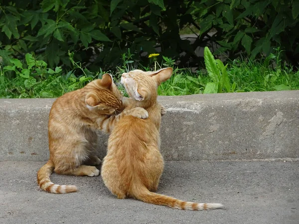 Kızıl kediler dışarıda, çimlerin ve taşların arasında oynuyorlar. Yüksek kalite fotoğraf