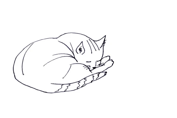 Sleeping Cat Graphic Linear Black White Drawing White Background High — Stock Photo, Image