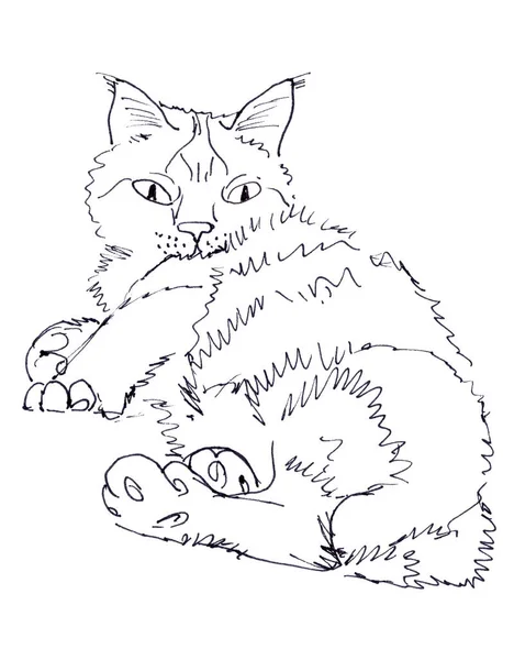 Liegende Katze Grafische Lineare Schwarz Weiß Zeichnung Auf Weißem Hintergrund — Stockfoto