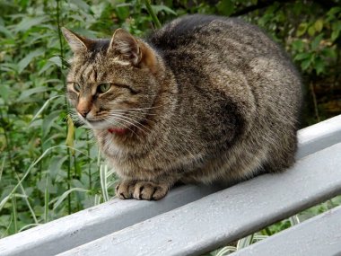 Kedi bir bahçe bankında oturuyor, seçici bir odak noktası. Yüksek kalite fotoğraf