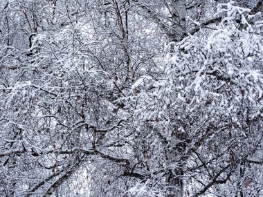 Kar yağdıktan sonra karla kaplanmış çalı, seçici bir odak noktası. Yüksek kalite fotoğraf