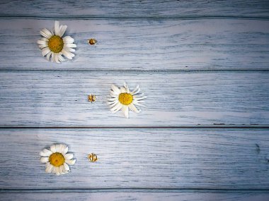 Liste, menü, mesaj ya da program için eski turkuaz panoların arka planında beyaz papatyalar, kopyalama alanı. Yüksek kalite fotoğraf