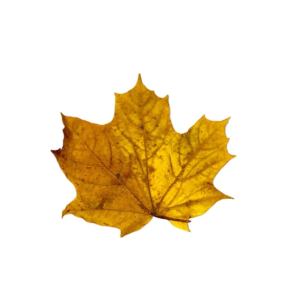 Herfst Gevallen Esdoorn Blad Geïsoleerd Witte Achtergrond Hoge Kwaliteit Foto — Stockfoto