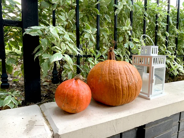 Abóboras Laranja Maduras Lanternas Com Velas Jardim Outono Foco Seletivo — Fotografia de Stock