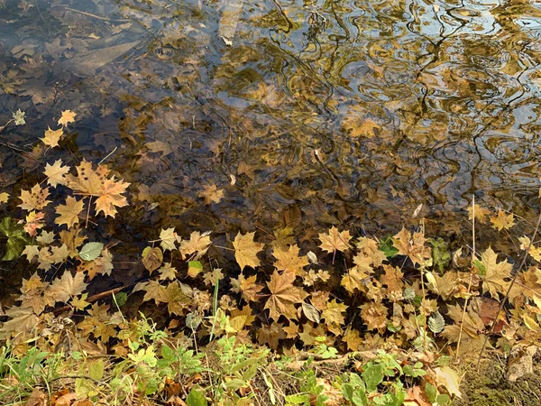 Sonbahar göletinde düşen sarı akçaağaç yaprakları, seçici odaklanma — Stok fotoğraf
