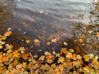 Sonbahar göletinde düşen sarı akçaağaç yaprakları, seçici bir odak noktası. Yüksek kalite fotoğraf