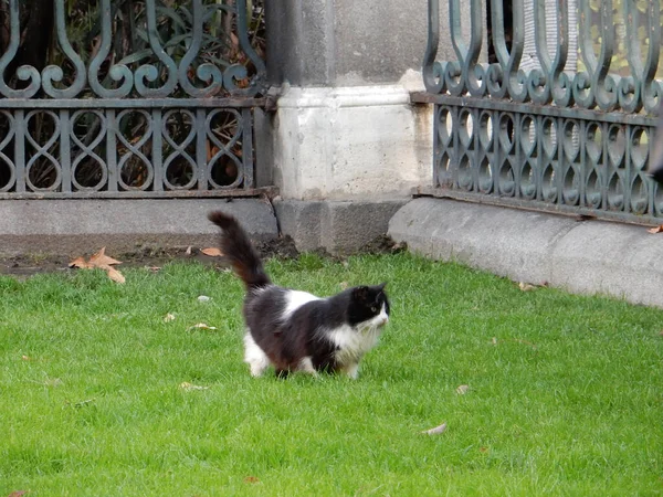 美しい黒と白の猫が緑の芝生に沿って街の公園の透かし彫りのフェンスを背景に歩いています 高品質の写真 — ストック写真