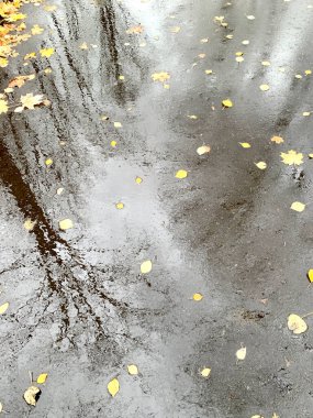 Islak asfalttaki sonbahar ağaçlarının yansımaları ve su birikintilerinde yüzen yapraklar, seçici bir odak noktası. Yüksek kalite fotoğraf