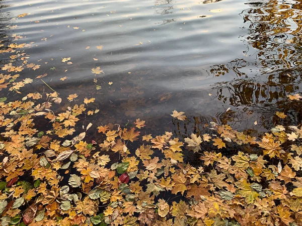 Sonbahar Göletinde Düşen Sarı Akçaağaç Yaprakları Seçici Bir Odak Noktası — Stok fotoğraf