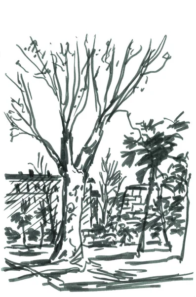 Sycamore Paris Graphic Black White Drawing Travel Sketch High Quality — Stock Photo, Image