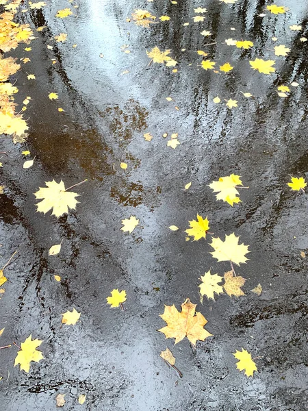 Islak Asfalttaki Sonbahar Ağaçlarının Yansımaları Birikintilerinde Yüzen Yapraklar Seçici Bir — Stok fotoğraf