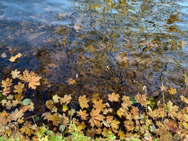 Sonbahar göletinde düşen sarı akçaağaç yaprakları, seçici bir odak noktası. Yüksek kalite fotoğraf