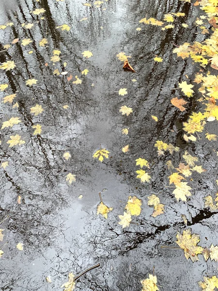 Islak Asfalttaki Sonbahar Ağaçlarının Yansımaları Birikintilerinde Yüzen Yapraklar Seçici Bir — Stok fotoğraf