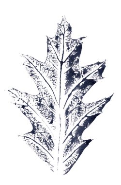 Kanada 'nın kuzeyindeki meşe yaprağı baskısı, beyaz arka planda izole edilmiş siyah beyaz grafik çizimi. Yüksek kaliteli illüstrasyon
