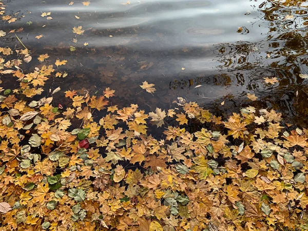 Fallen Yellow Maple Leaves Autumn Pond Selective Focus High Quality — Stock Photo, Image