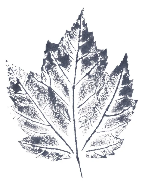 Кленовий листовий друк, графічний дизайн на білому тлі — стокове фото