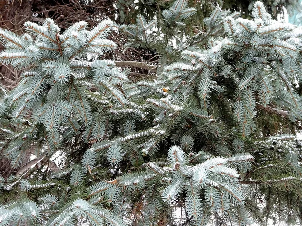Natürlicher Winterhintergrund Schneebedeckte Zweige Von Blaufichten Selektiver Fokus Hochwertiges Foto — Stockfoto