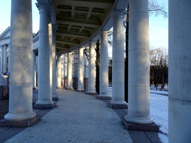 Soğuk kış karlı ormanında beyaz sütunlar. Yüksek kalite fotoğraf