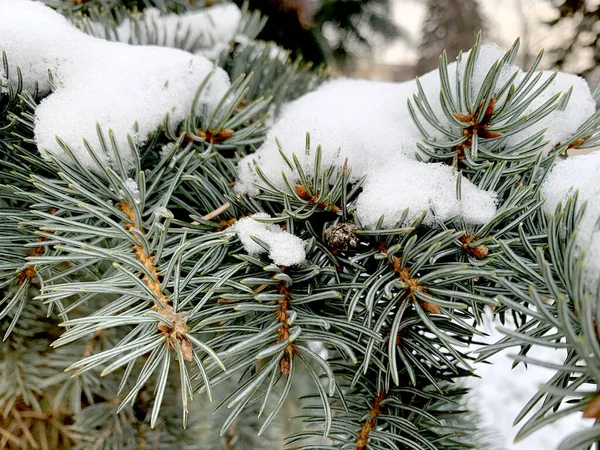 白い雪の背景に雪に覆われたモミの枝 — ストック写真