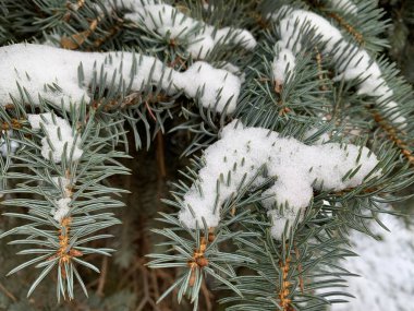 Kar, beyaz karlı arka planda köknar dalını kapladı. Yüksek kalite fotoğraf