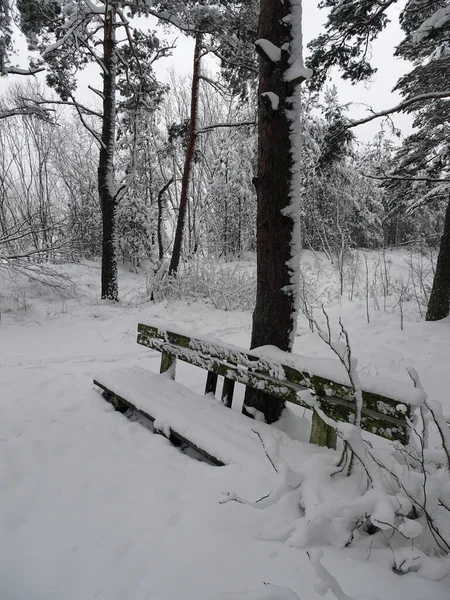 Panca coperta di neve nella pineta invernale — Foto Stock