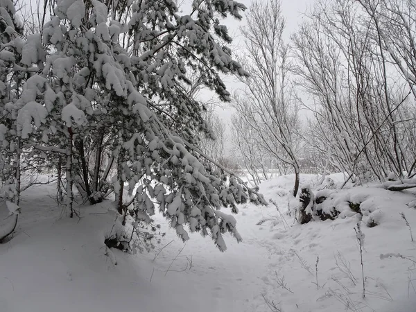 Pineta invernale innevata dopo forti nevicate — Foto Stock