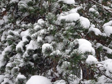 Kar, kış ormanlarındaki çam dallarını kaplamış, seçici bir odak noktası. Yüksek kalite fotoğraf